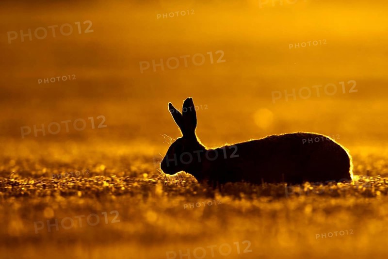 European hare