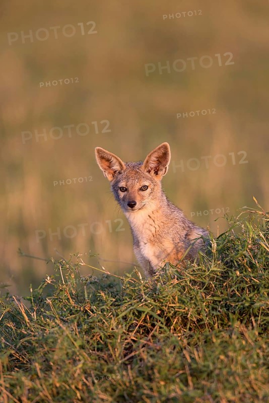 Black-backed jackals