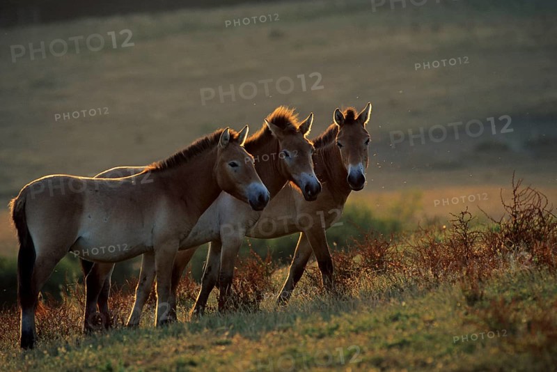 Przewalski's horse