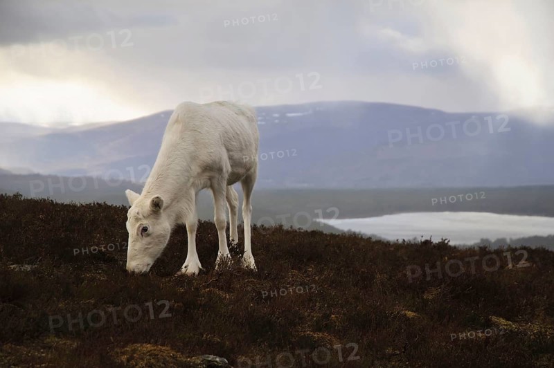 Reindeer