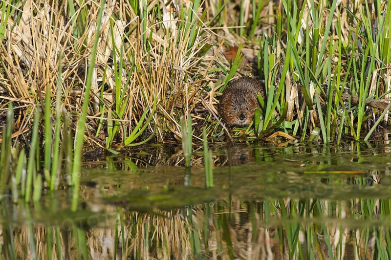Eastern vole