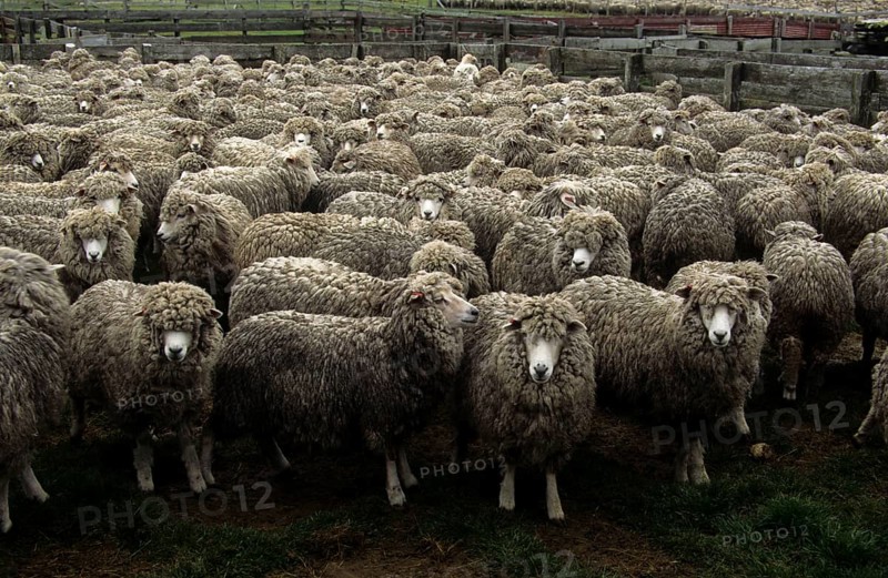 Corriedale sheep waiting to be sheared