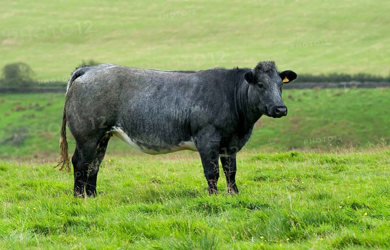 Domestic cattle