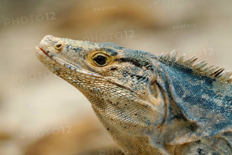 Black Spiny-tailed Iguana