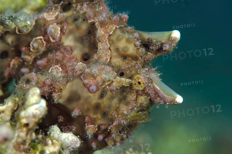 Warty Frogfish
