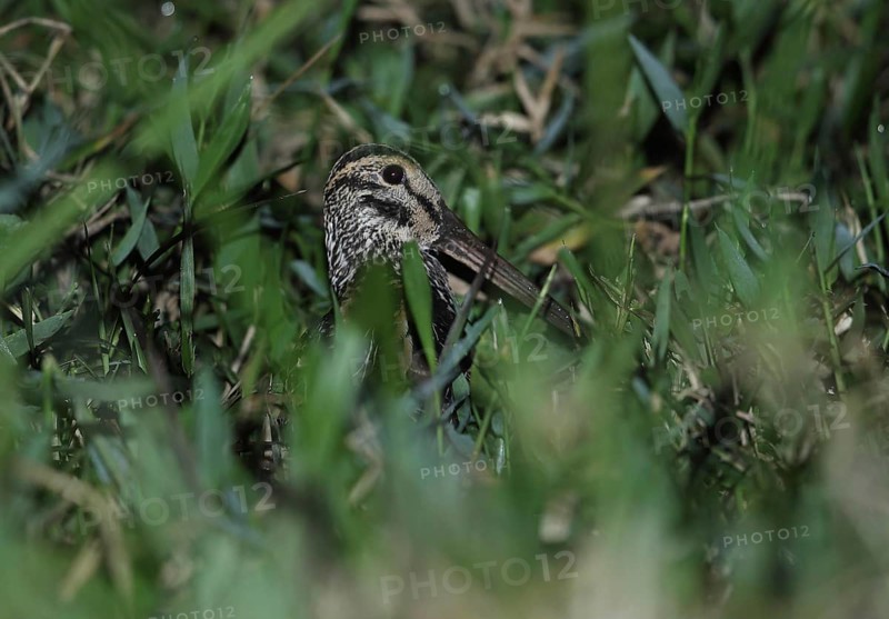 Giant snipe