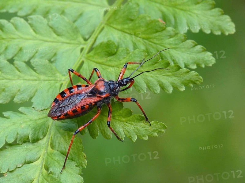 Red assassin bug
