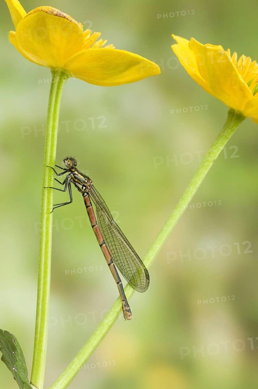 Greater red large red damselfly