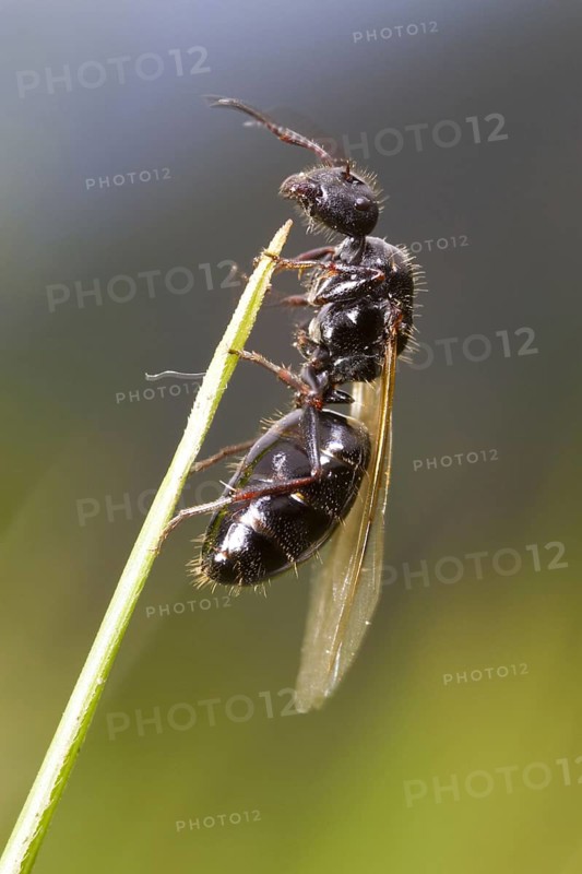 Carpenter ant