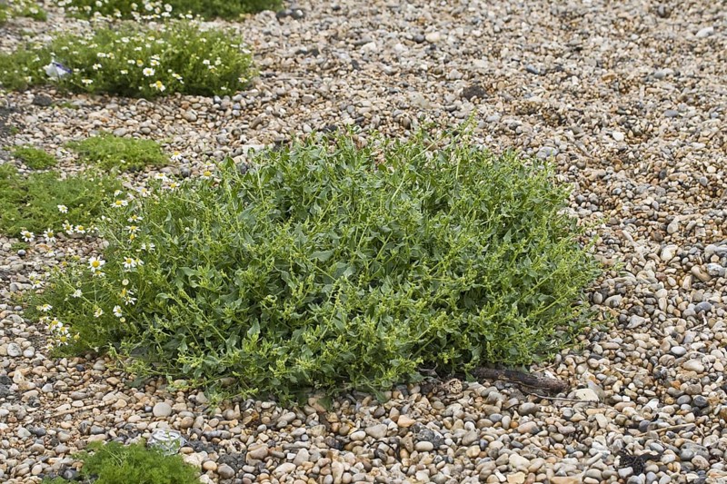 Sea beet