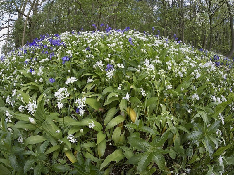 Ramsons