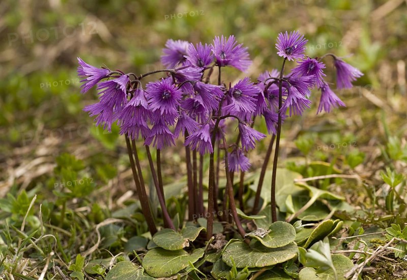 Alpine Snowbell