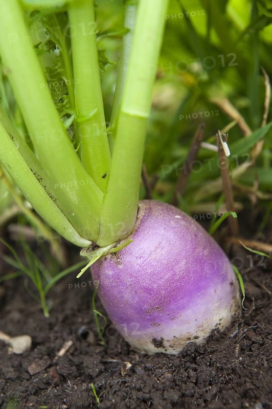 Turnip