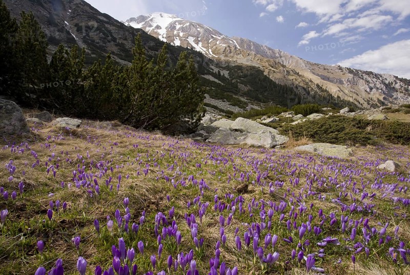 Flowering mass of Balkan crocus