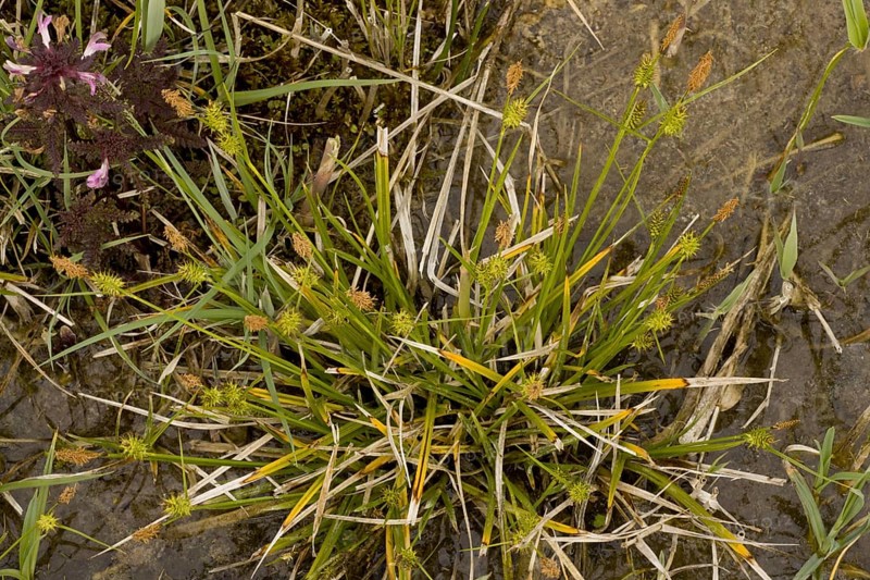 Long-stalked Yellow-sedge flowering