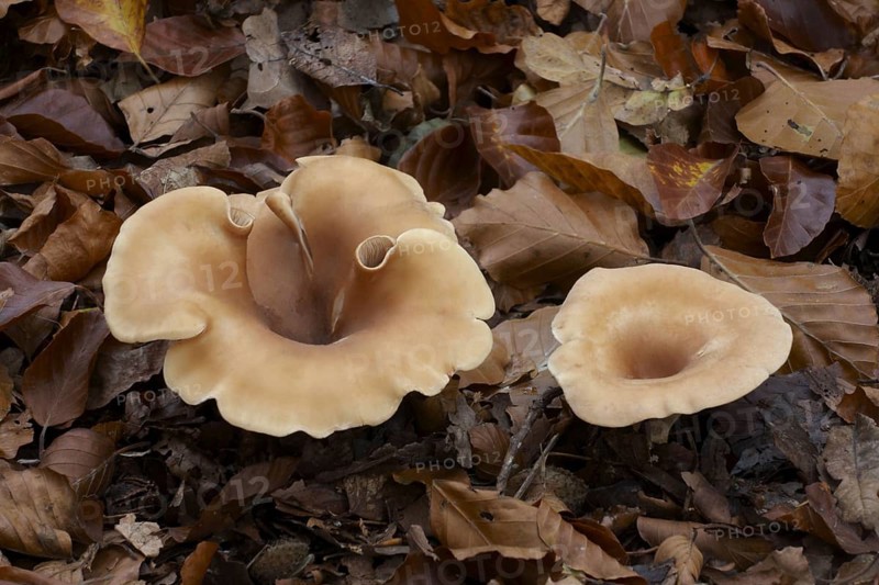 Common fruiting body of the common funnel