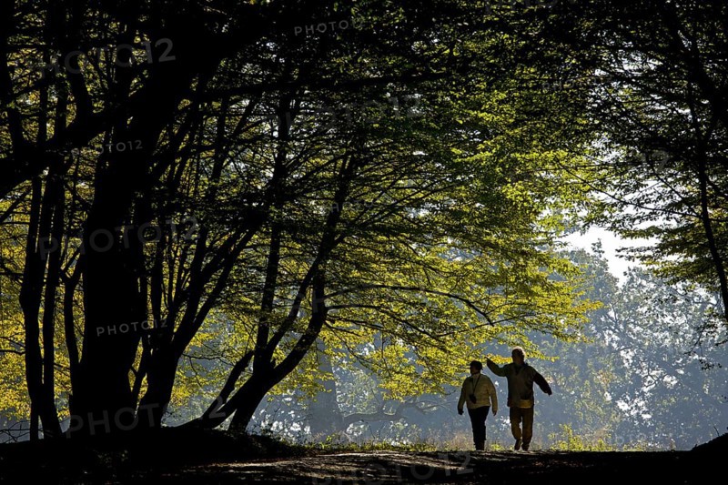 Hikers on the trail in old common beech