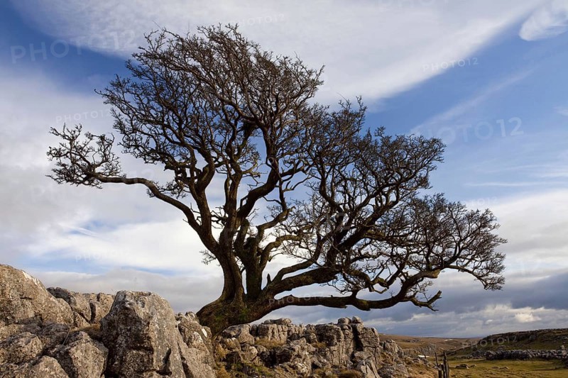 Common Hawthorn