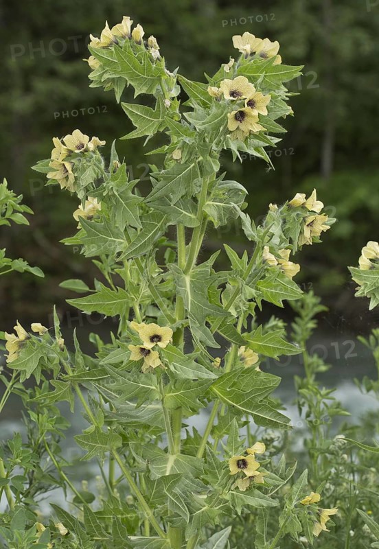 Henbane