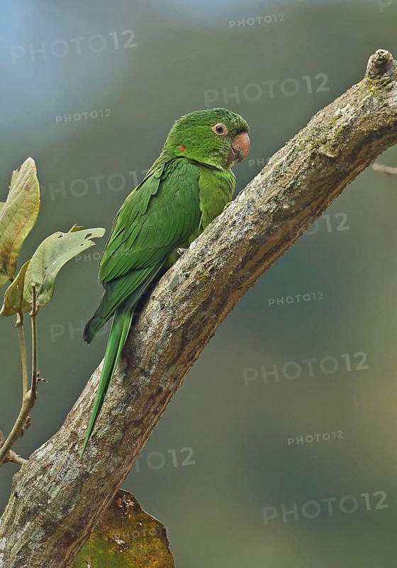 Adult white-eyed parakeet