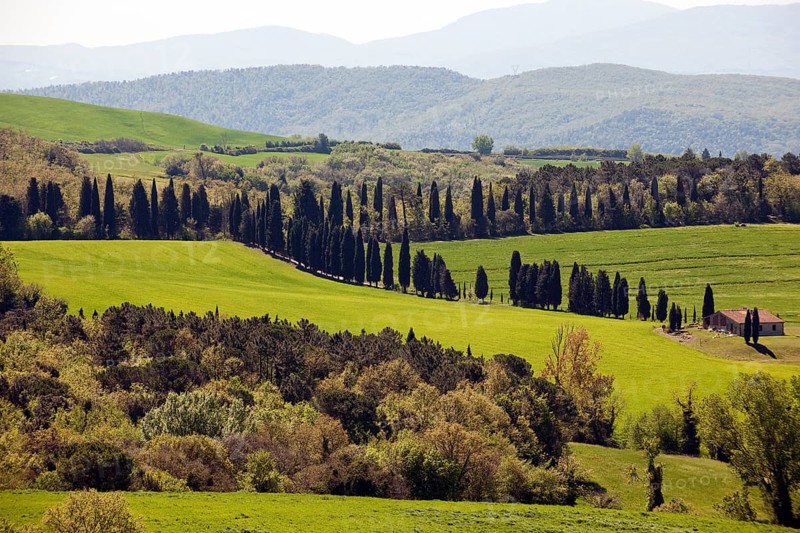 Farmhouse and mediterranean cypress