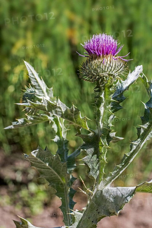 Cotton thistle