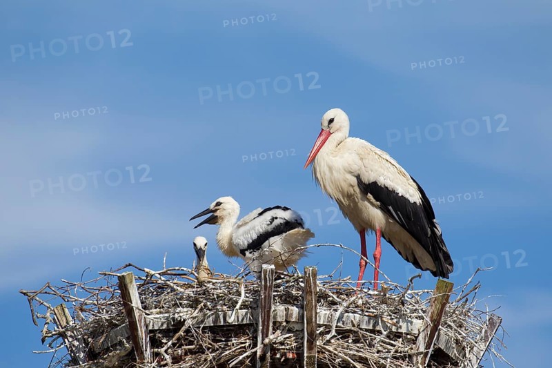 White stork