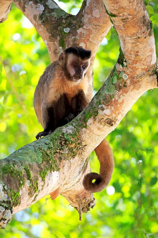 Brown Capuchin