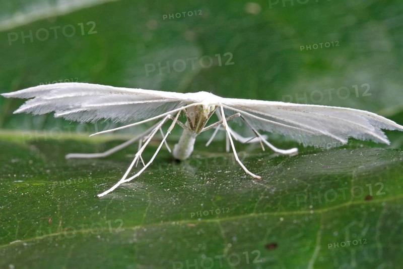 feather ghost