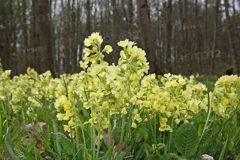 Forest Cowslip
