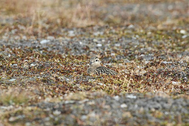 Mornell's plover