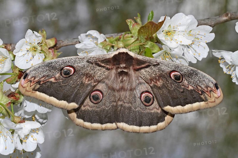 Viennese Moth Peacock