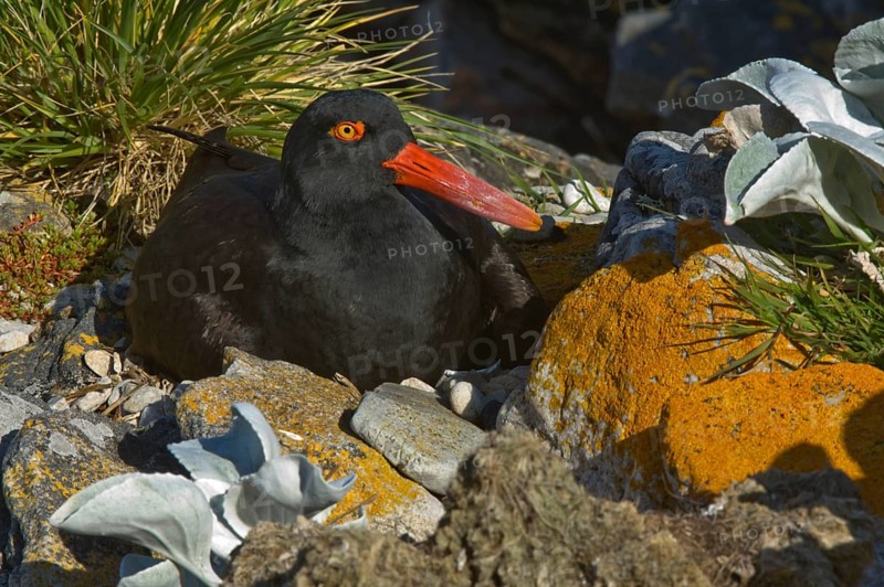 Blackish oystercatcher