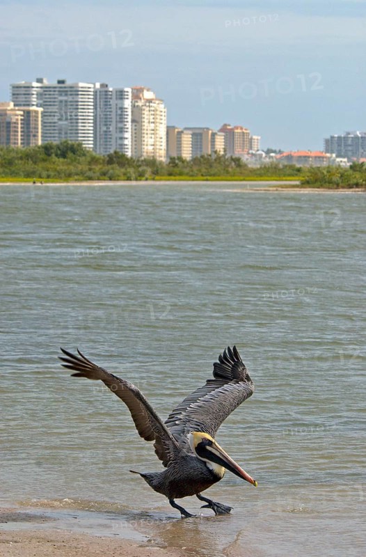 Marine Pelican