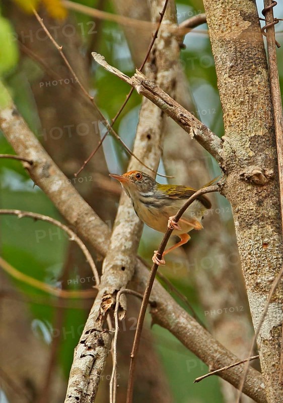 Common Tailorbird