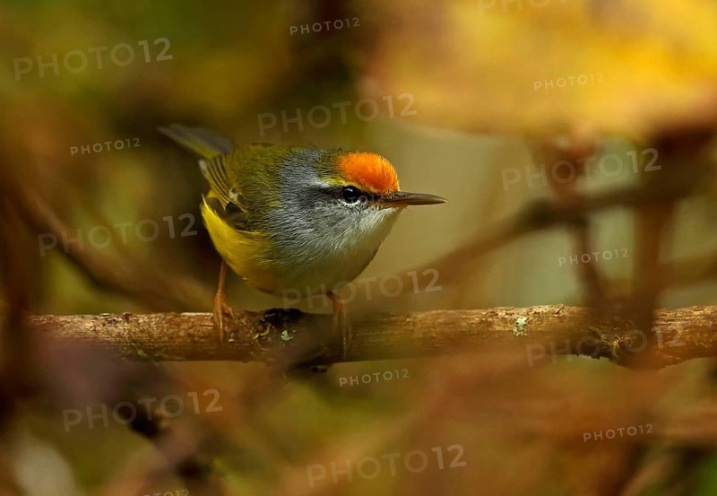 Mountain Tailor Bird