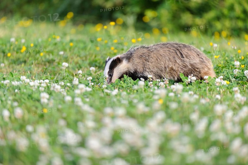 Eurasian Badger