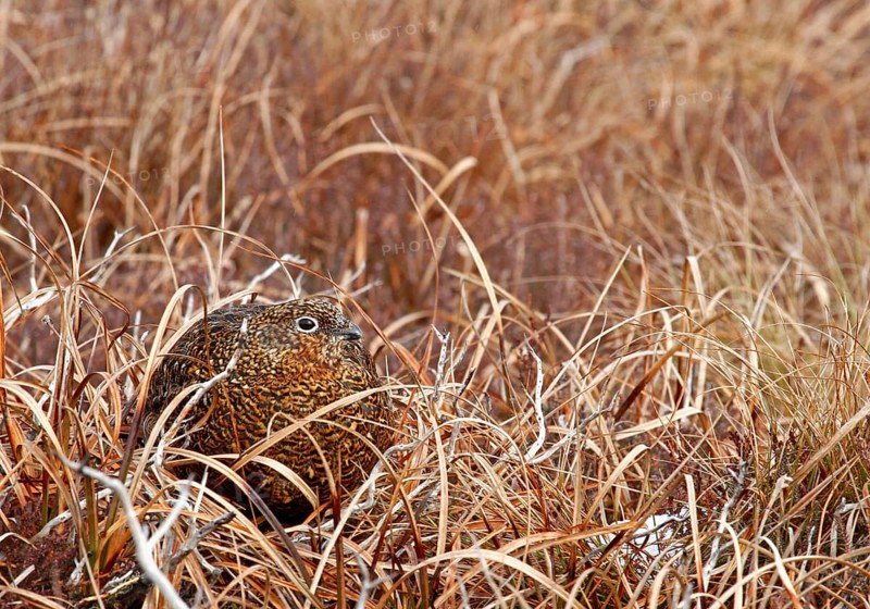 Red Grouse