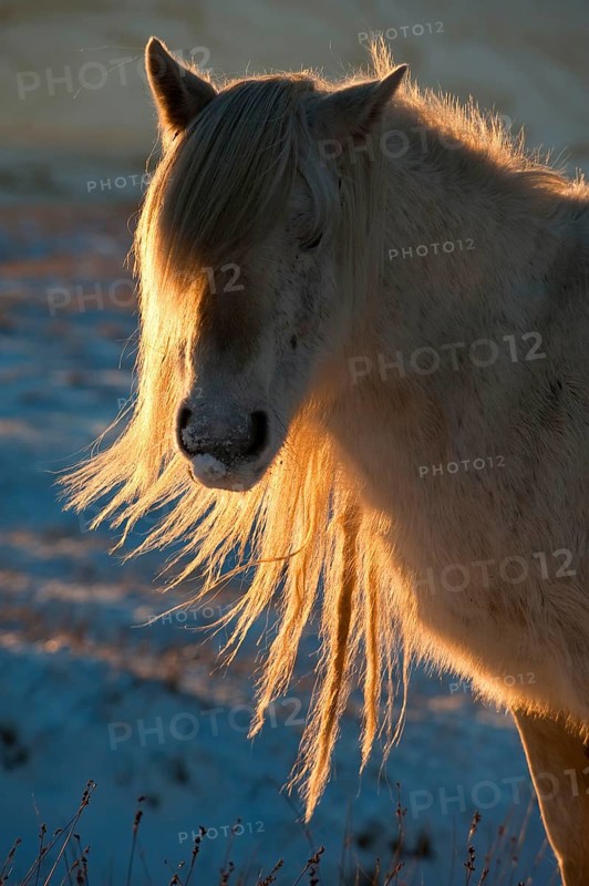 Fur pony