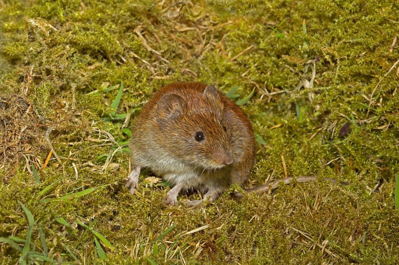 Bank bank vole