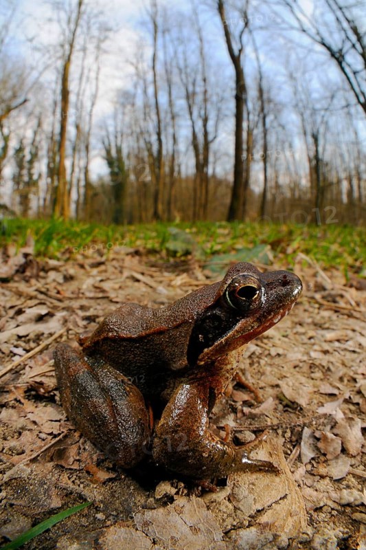 Italian agile frogs