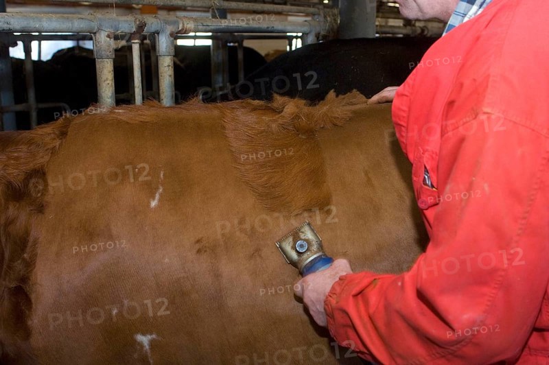 Dairy farmer cuts hair from the fur of dairy cows