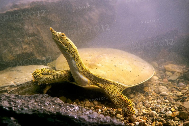Spur-thighed soft-shelled turtle