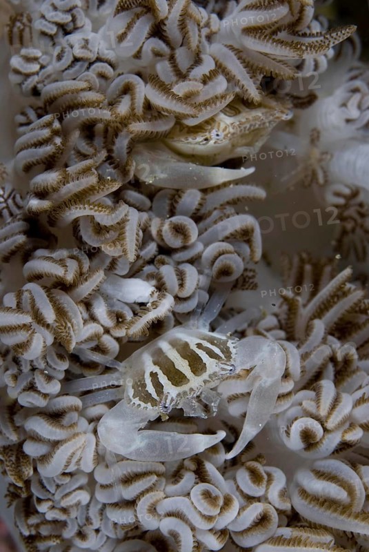 Three-lobed porcelain crab