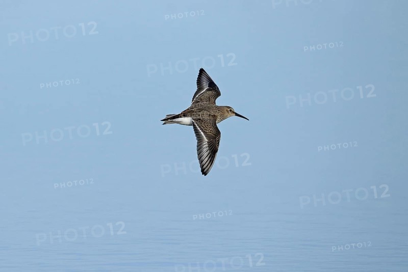 Dunlin