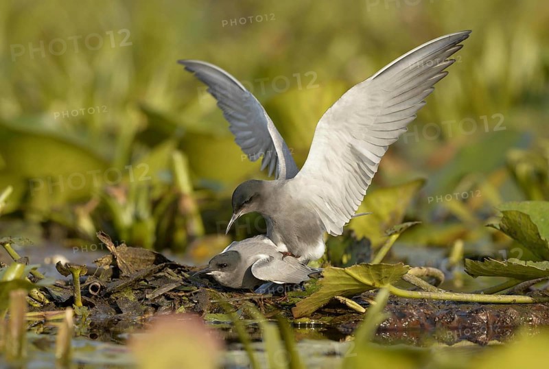 Black Tern