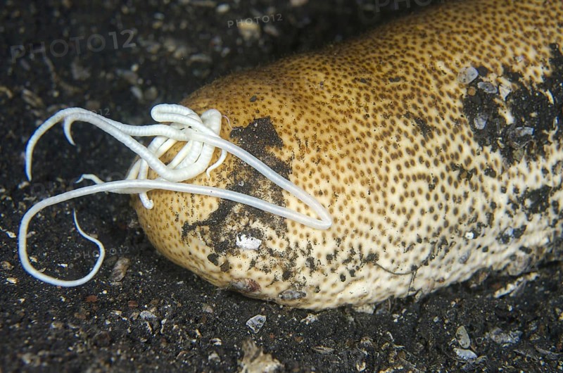 Brown sandfish sea cucumber