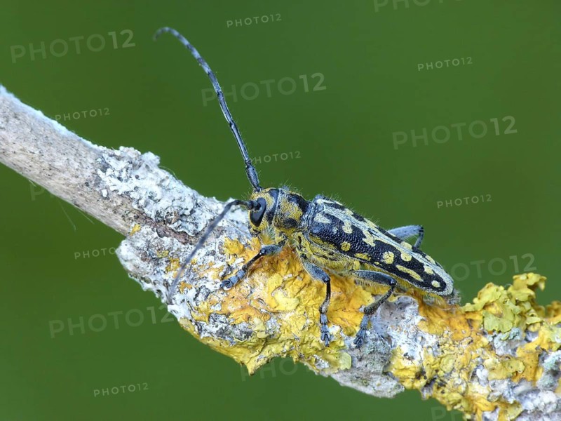Poplar Longhorn Beetle