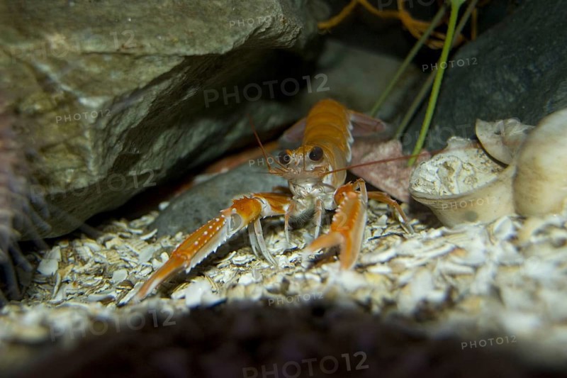 Norway lobster
