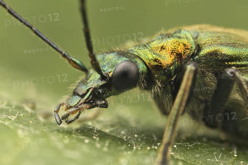 Thick-legged Flower Beetle